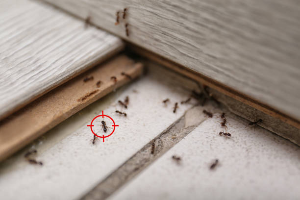 Best Local Pest Control Services  in Easley, SC
