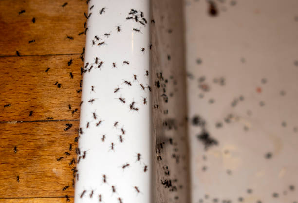 Best Wildlife Control Services  in Easley, SC