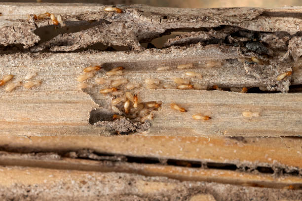 Bird Control in Easley, SC
