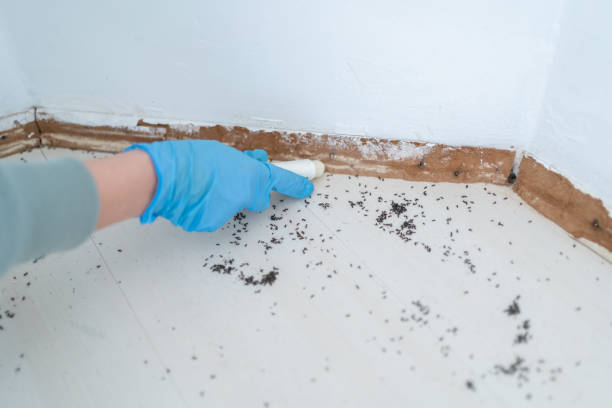Best Best Pest Control Companies  in Easley, SC