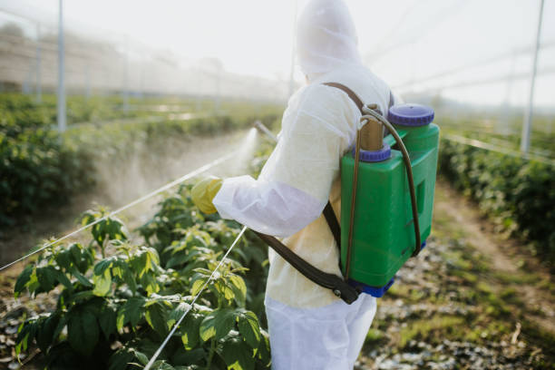 Best Rat Extermination Near Me  in Easley, SC